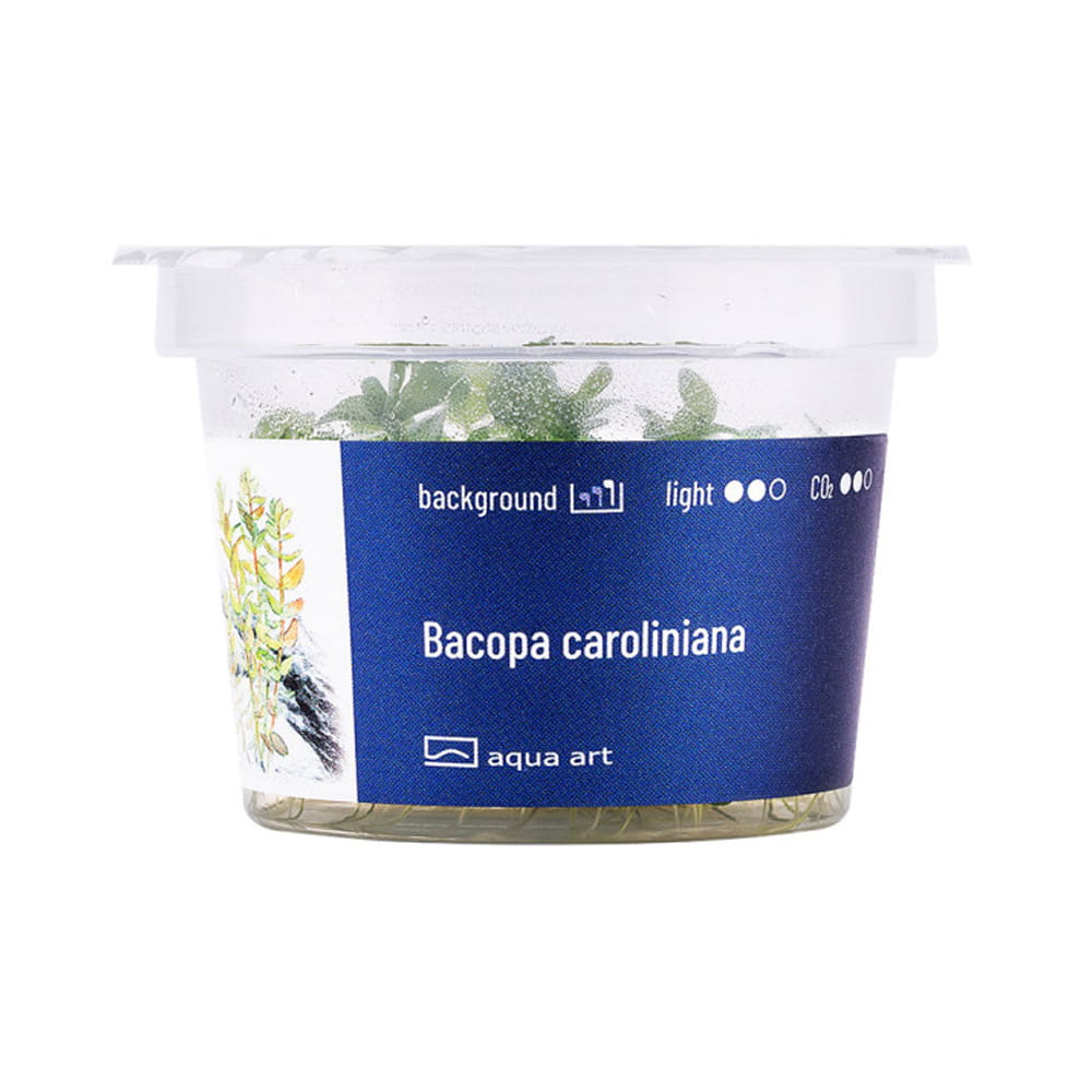 Bacopa Caroliniana roślinka roślina do akwarium in vitro